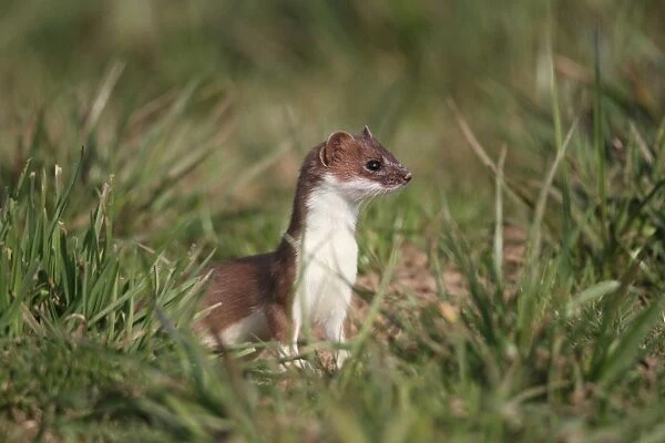 Ermine, short-tailed weasel -Mustela erminea-, with summer coat, sitting on a meadow, Allgaeu, Bavaria, Germany, Europe