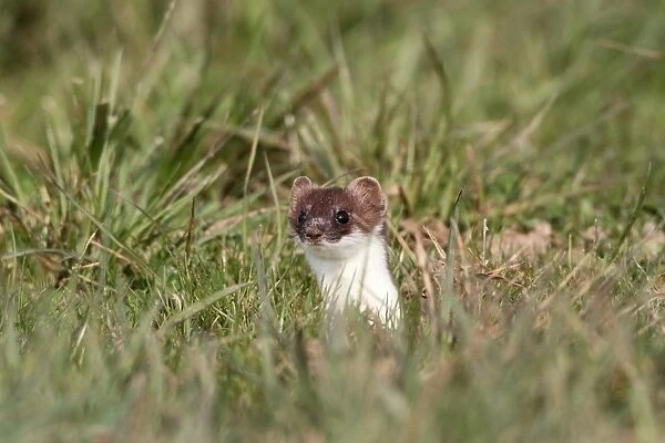 Ermine, short-tailed weasel -Mustela erminea-, with summer coat, looking out of its den, Allgaeu, Bavaria, Germany, Europe