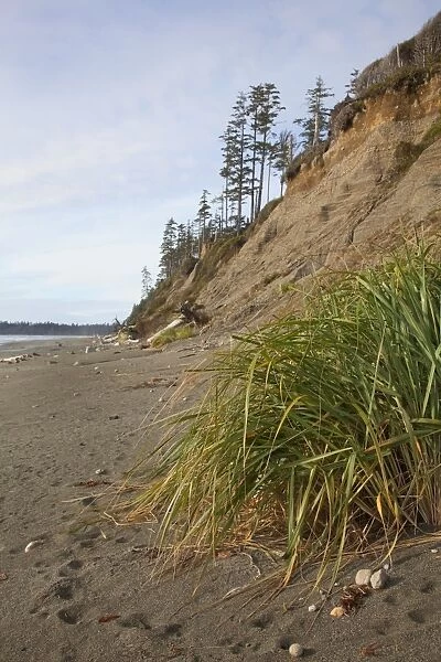 The Eroding Sand Cliffs At Florencia Bay In Pacific Rim National Park Near Tofino; British Columbia Canada