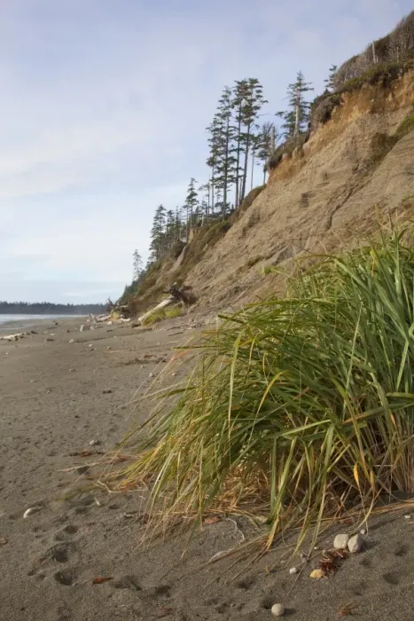 Framed Print : The Eroding Sand Cliffs At Florencia Bay In Pacific Rim National Park Near Tofino Framed Print : The Eroding Sand Cliffs At Florencia Bay In Pacific Rim National Park Near Tofino