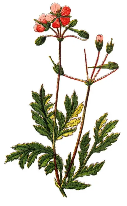 Framed Print : Erodium cicutarium (redstem filaree) Framed Print : Erodium cicutarium (redstem filaree)