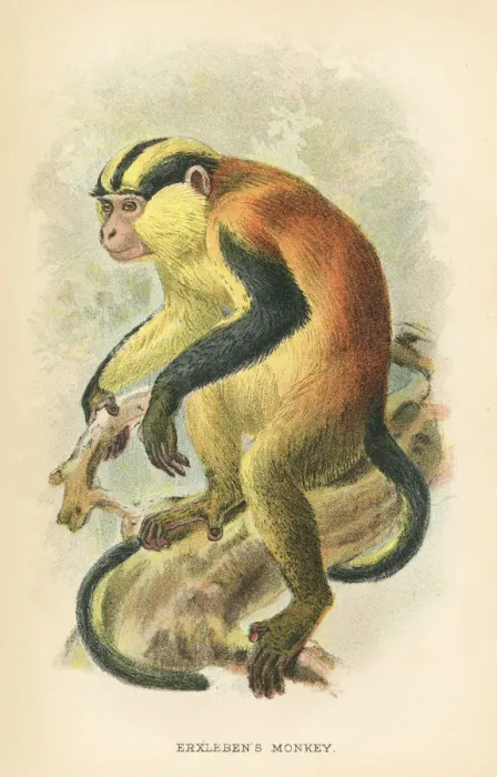 Framed Print : Erxlebens primate 1894
