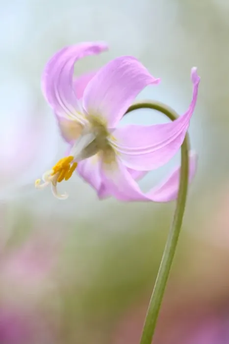 Framed Print : Erythronium Framed Print : Erythronium