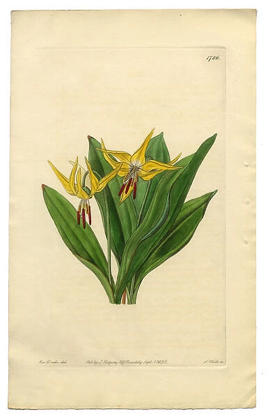 Erythronium Grandiflorum Victorian Botanical Illustration, American Dogas Tooth Violet, 1835