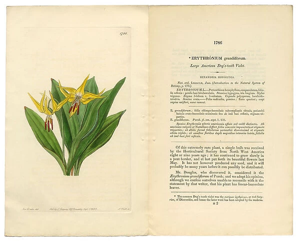 Erythronium Grandiflorum Victorian Botanical Illustration, American Dogas Tooth Violet, 1835