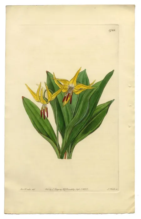 Framed Print : Erythronium Grandiflorum Victorian Botanical Illustration, American Dogas Tooth Violet, 1835 Framed Print : Erythronium Grandiflorum Victorian Botanical Illustration, American Dogas Tooth Violet, 1835