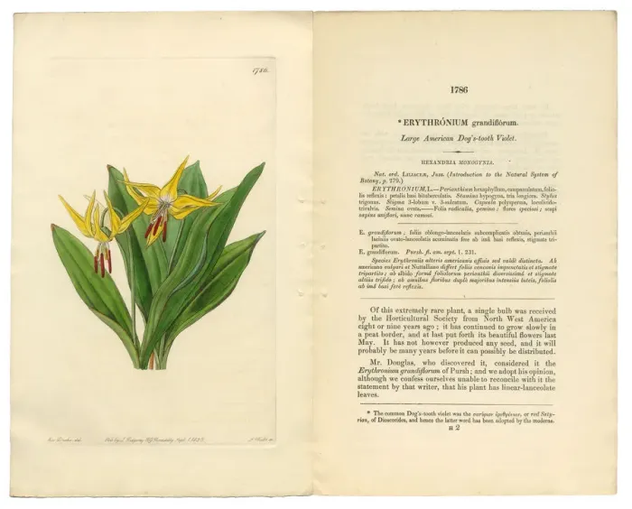 Framed Print : Erythronium Grandiflorum Victorian Botanical Illustration, American Dogas Tooth Violet, 1835 Framed Print : Erythronium Grandiflorum Victorian Botanical Illustration, American Dogas Tooth Violet, 1835