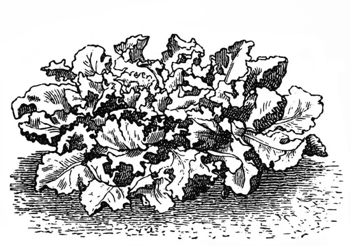 Framed Print : Escarole endive (frisee lettuce) Framed Print : Escarole endive (frisee lettuce)