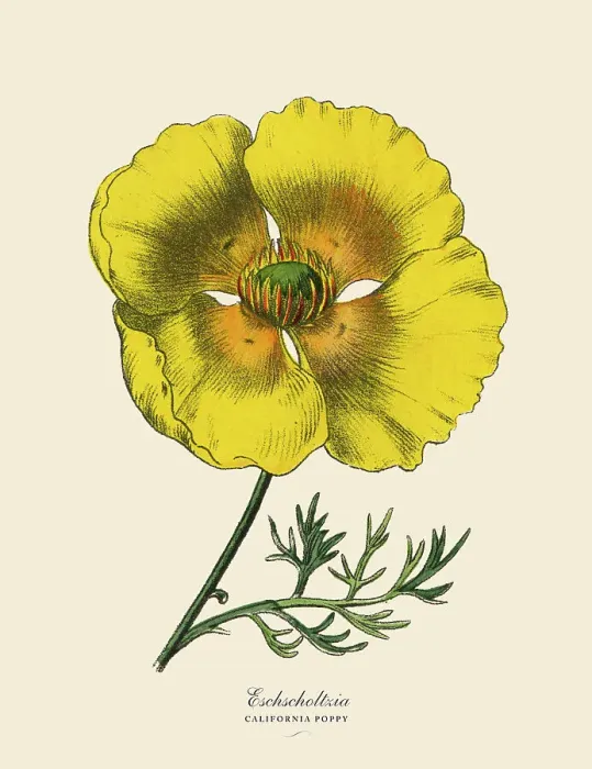 Framed Print : Eschscholtzia or California Poppy, Victorian Botanical Illustration Framed Print : Eschscholtzia or California Poppy, Victorian Botanical Illustration