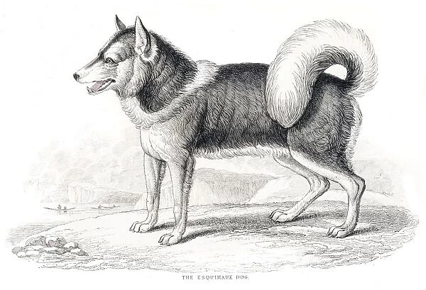 Eskimo dog engraving 1840