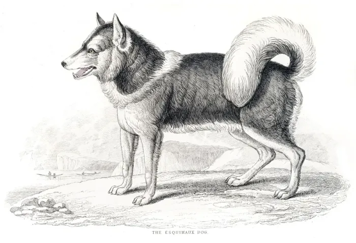 Framed Print : Eskimo dog engraving 1840 Framed Print : Eskimo dog engraving 1840