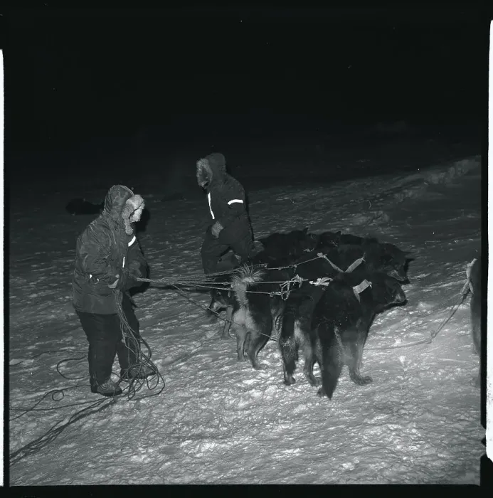 Framed Print : Eskimo Dog Rescue Team Resting for the Night Framed Print : Eskimo Dog Rescue Team Resting for the Night