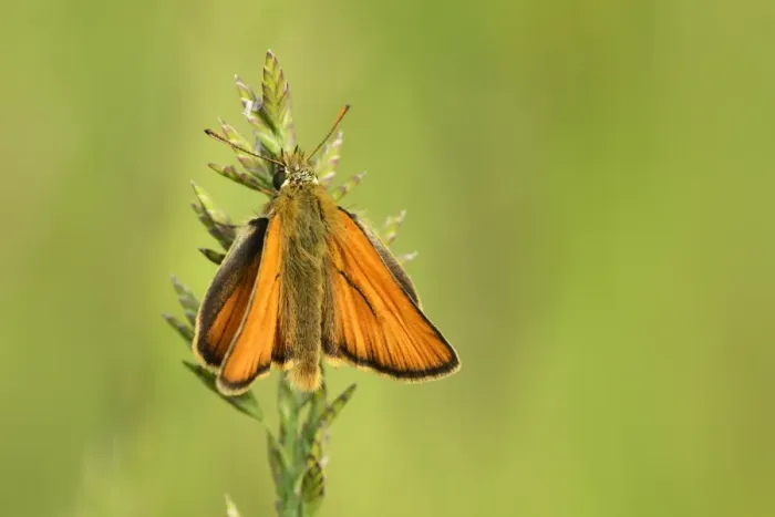 Framed Print : Essex Skipper or European Skipper -Thymelicus lineola-, Zug, Switzerland, Europe Framed Print : Essex Skipper or European Skipper -Thymelicus lineola-, Zug, Switzerland, Europe