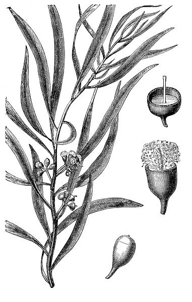 Eucalyptus amygdalina, or black peppermint