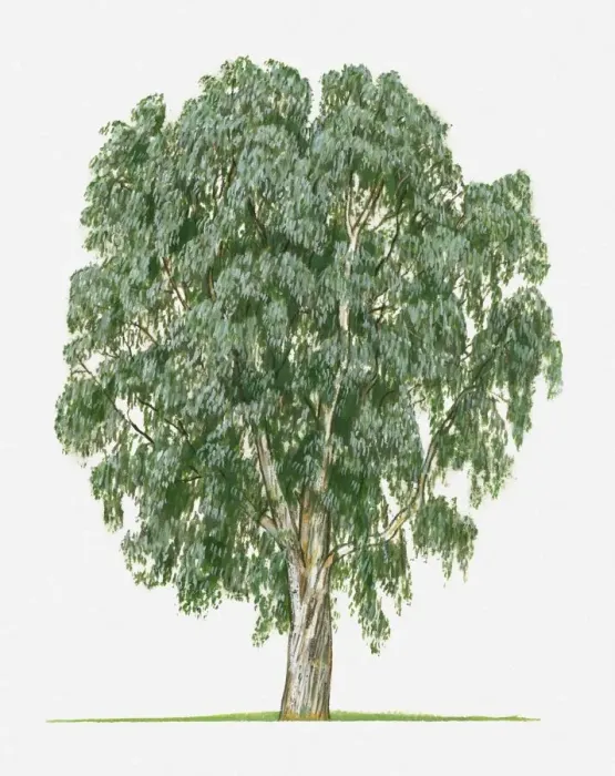 Framed Print : Eucalyptus globulus (Tasmanian Blue Gum) tree Framed Print : Eucalyptus globulus (Tasmanian Blue Gum) tree