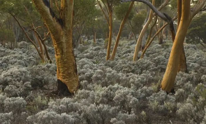 Framed Print : Eucalyptus salubris trees, Australia Framed Print : Eucalyptus salubris trees, Australia