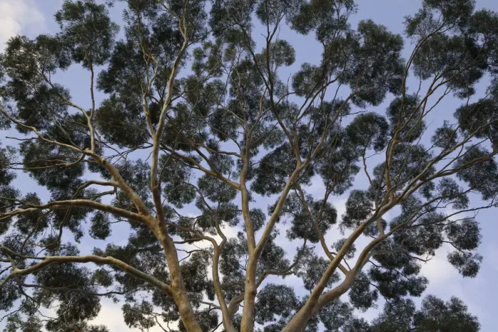 Framed Print : Eucalyptus tree trunk canopy, evening, Australia Framed Print : Eucalyptus tree trunk canopy, evening, Australia