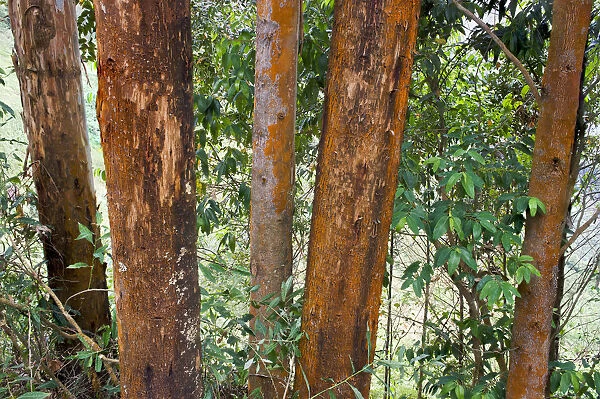 Eucalyptus trees, also gum trees -Eucalyptus-, Uganda, Africa