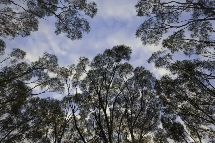 Framed Print : Eucalyptus trees against morning clouds, Australia Framed Print : Eucalyptus trees against morning clouds, Australia