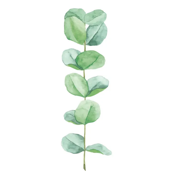 Framed Print : Eucalyptus Watercolour Framed Print : Eucalyptus Watercolour