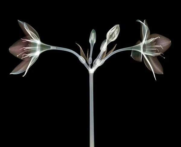 Eucharis lily, X-ray