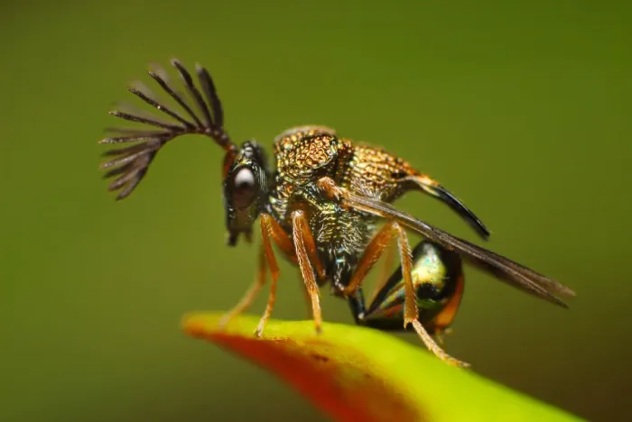 Framed Print : Eucharitid wasps Framed Print : Eucharitid wasps