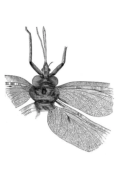 Eugereon Boeckingi is an extinct genus of anhropoda