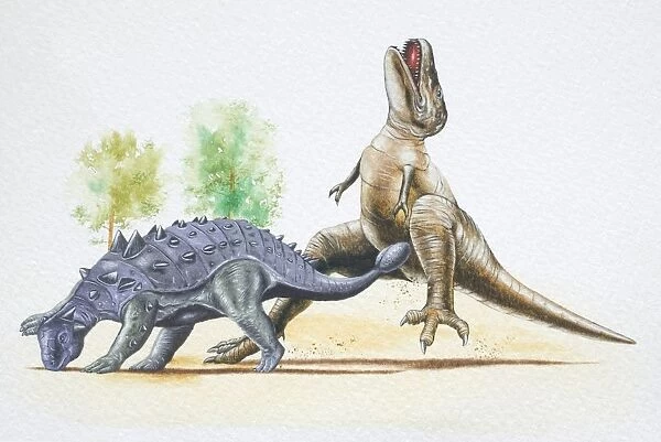 Euoplocephalus hitting a Tyrannosaurus with its tail club