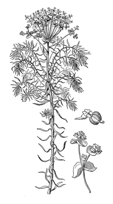 Framed Print : Euphorbia cyparissias (Cypress Spurge) Framed Print : Euphorbia cyparissias (Cypress Spurge)