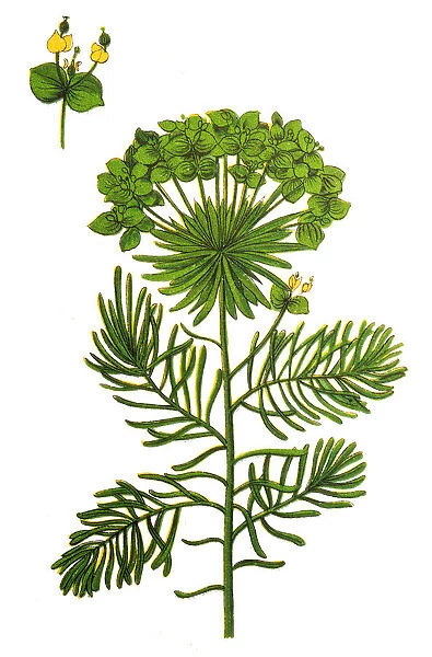Euphorbia cyparissias (cypress spurge)