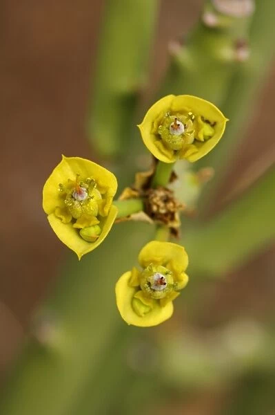 Euphorbia dregeana, Goegap Nature Reserve, Namaqualand, South Africa