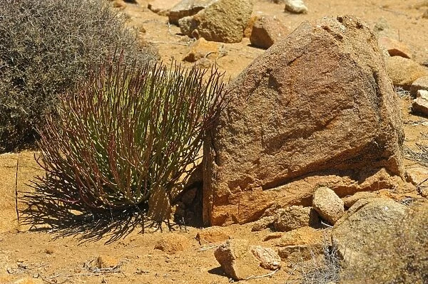 Euphorbia gregaria, Goegap Nature Reserve, Namaqualand, South Africa, Africa