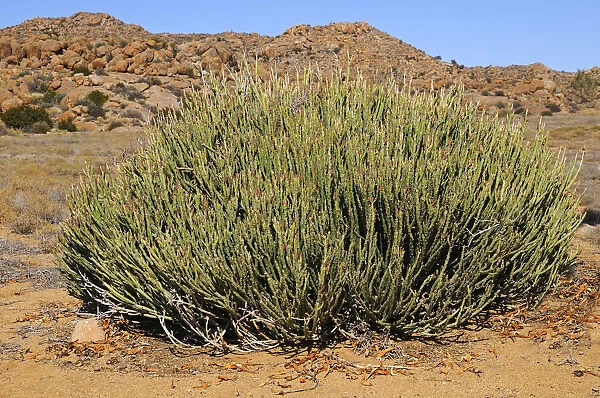 Euphorbia mauretanica in habitat, Goegap Nature Reserve, Namaqualand, South Africa, Africa