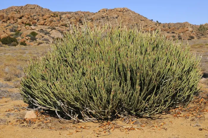 Framed Print : Euphorbia mauretanica in habitat, Goegap Nature Reserve, Namaqualand, South Africa, Africa Framed Print : Euphorbia mauretanica in habitat, Goegap Nature Reserve, Namaqualand, South Africa, Africa