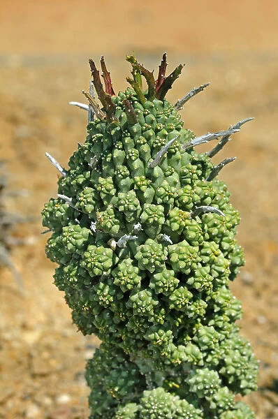 Euphorbia multiceps, Namaqualand, South Africa, Africa