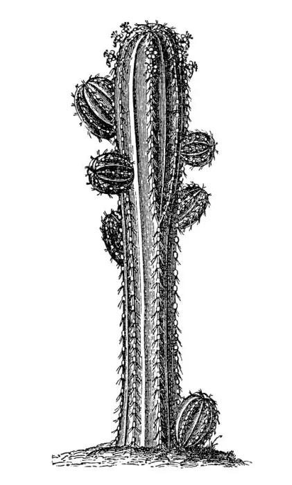 Framed Print : Euphorbia officinarum Framed Print : Euphorbia officinarum