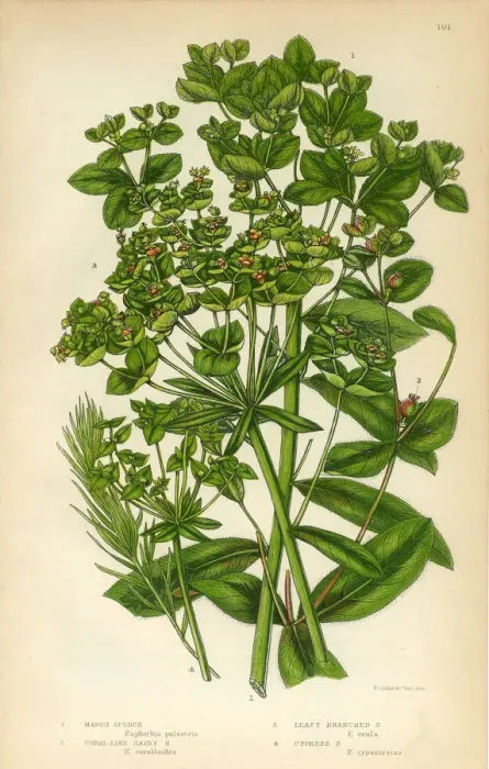 Framed Print : Euphorbia, Spurge, Marsh Spurge, Cypress Spurge, Victorian Botanical Illustration Framed Print : Euphorbia, Spurge, Marsh Spurge, Cypress Spurge, Victorian Botanical Illustration