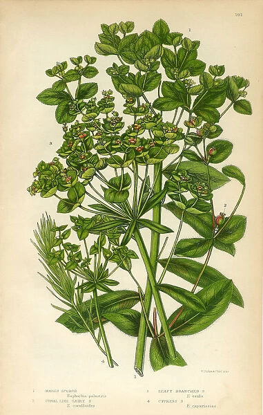 Euphorbia, Spurge, Marsh Spurge, Cypress Spurge, Victorian Botanical Illustration