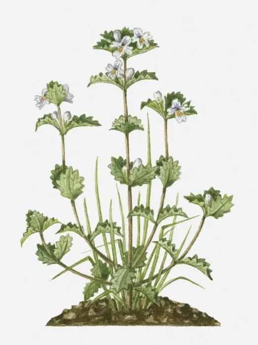 Framed Print : Euphrasia (Eyebright) with small white flowers and green leaves on tall stems