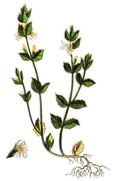 Euphrasia rostkoviana (Euphrasia officinalis, Eyebright, Eyewort)