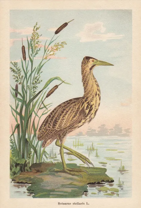 Framed Print : Eurasian bittern (Botaurus stellaris), chromolithograph, published in 1896 Framed Print : Eurasian bittern (Botaurus stellaris), chromolithograph, published in 1896