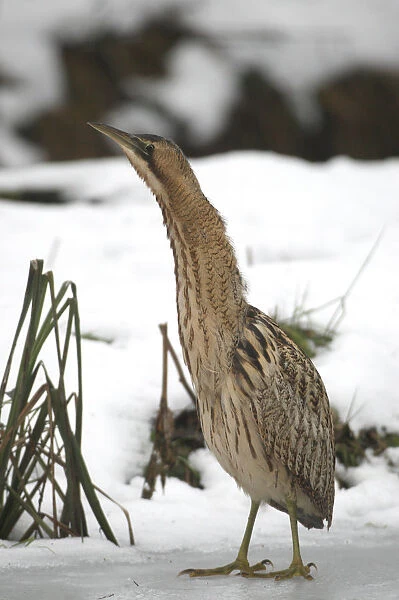 Eurasian Bittern or Great Bittern (Botaurus stellaris) in the snow, motionless, camouflaging with its bill pointed upward, causing it to blend into the reeds