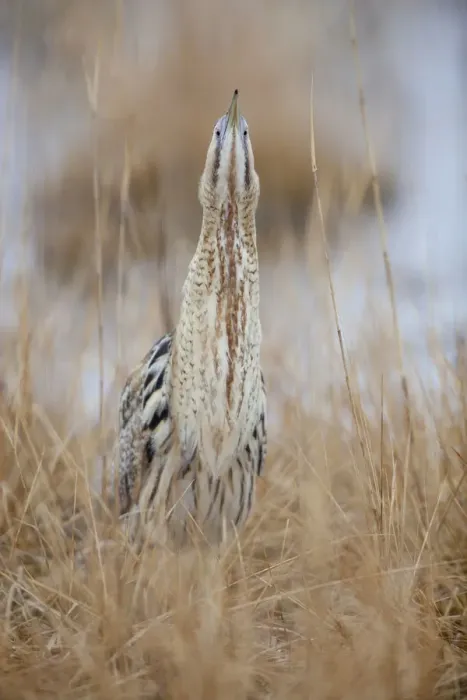 Framed Print : Eurasian Bittern or Great Bittern -Botaurus stellaris-, Burgenland, Austria Framed Print : Eurasian Bittern or Great Bittern -Botaurus stellaris-, Burgenland, Austria