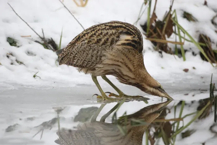 Framed Print : Eurasian Bittern or Great Bittern (Botaurus stellaris) in the snow, drinking on the icy lakeside Framed Print : Eurasian Bittern or Great Bittern (Botaurus stellaris) in the snow, drinking on the icy lakeside