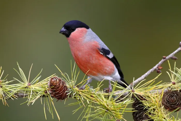 Framed Print : Eurasian Bullfinch -Pyrrhula pyrrhula-, male sitting on a larch branch in autumn, Neunkirchen in Siegerland, North Rhine-Westphalia, Germany, Europe Framed Print : Eurasian Bullfinch -Pyrrhula pyrrhula-, male sitting on a larch branch in autumn, Neunkirchen in Siegerland, North Rhine-Westphalia, Germany, Europe