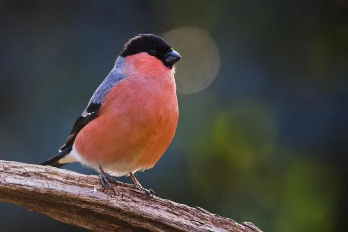 Framed Print : Eurasian bullfinch (Pyrrhula pyrrhula), male sits on deadwood, Emsland, Lower Saxony, Germany