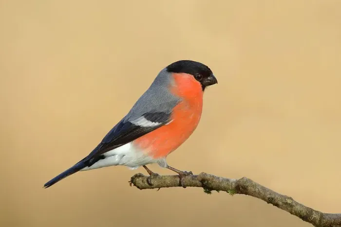 Framed Print : Eurasian bullfinch (Pyrrhula pyrrhula), Gimbel, male sitting on branch, Siegerland, North Rhine-Westphalia, Germany Framed Print : Eurasian bullfinch (Pyrrhula pyrrhula), Gimbel, male sitting on branch, Siegerland, North Rhine-Westphalia, Germany