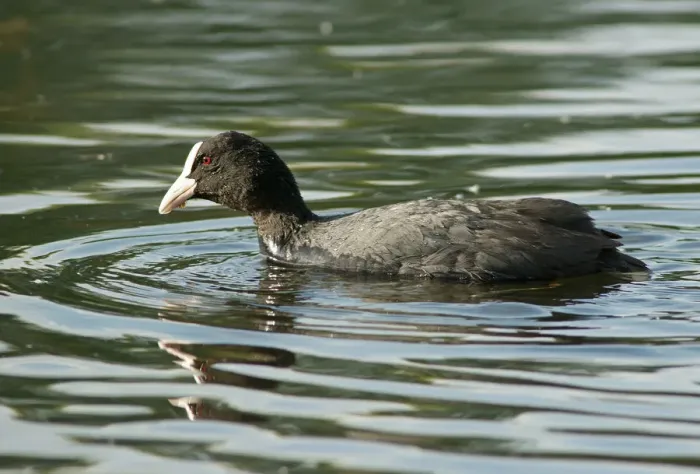 Framed Print : Eurasian Coot -Fulica atra-, Mecklenburg-Western Pomerania, Germany