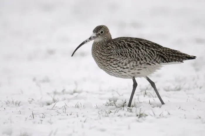 Framed Print : Eurasian Curlew -Numenius arquata- in snow Framed Print : Eurasian Curlew -Numenius arquata- in snow
