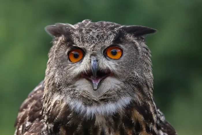 Framed Print : Eurasian Eagle Owl
